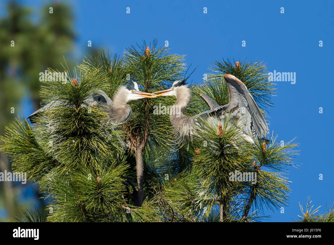 Great blue herons working on building their nest by Fernan Lake in north Idaho. Stock Photo