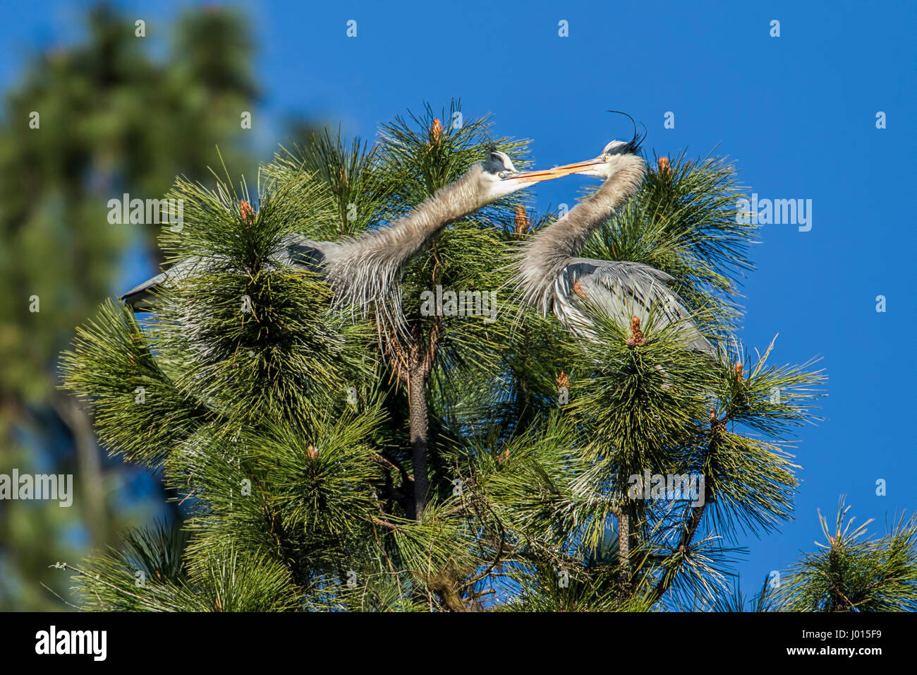 Great blue herons working on building their nest by Fernan Lake in north Idaho. Stock Photo