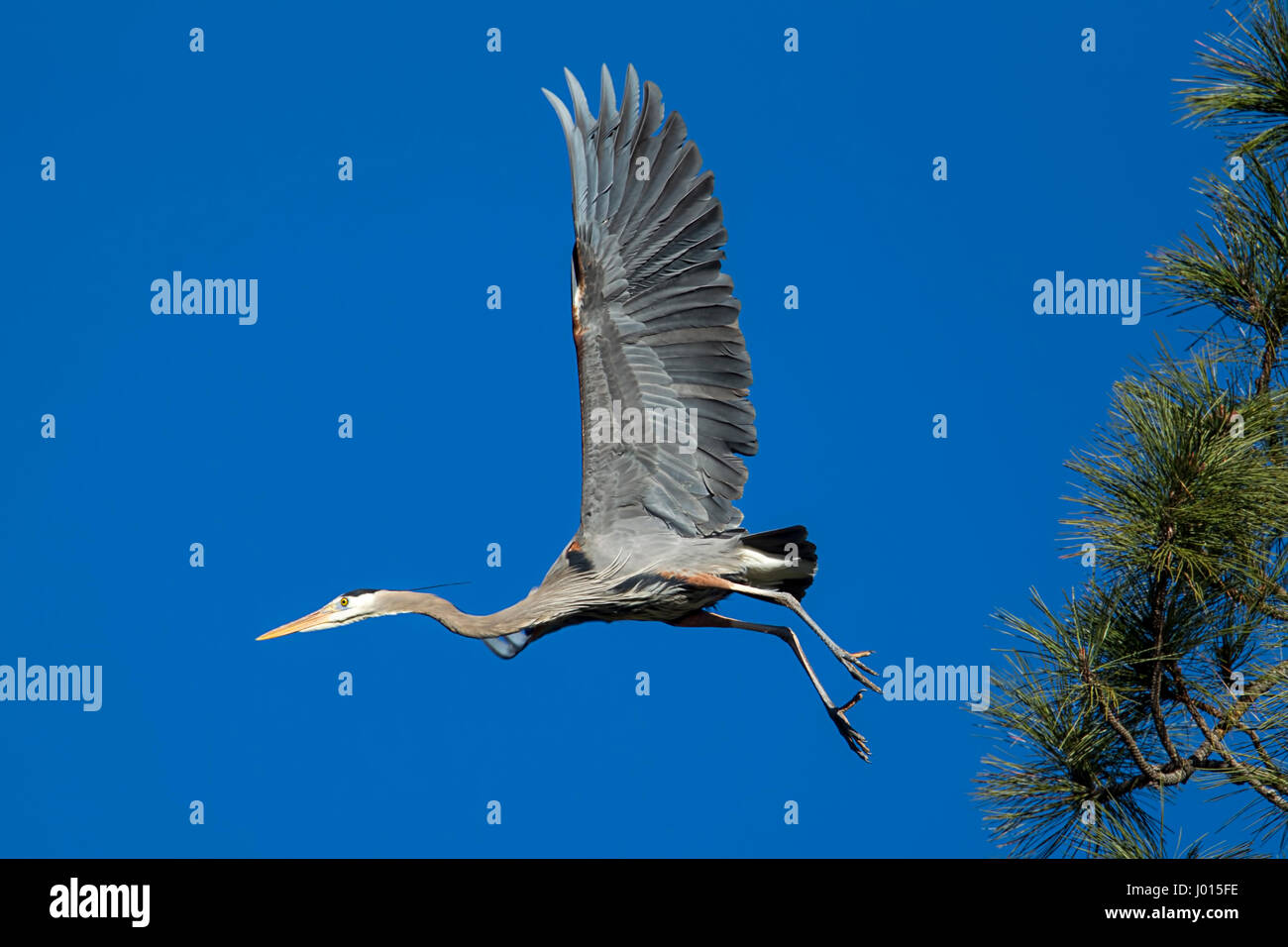A heron takes off in flight to go find more material for its nest in north Idaho. Stock Photo