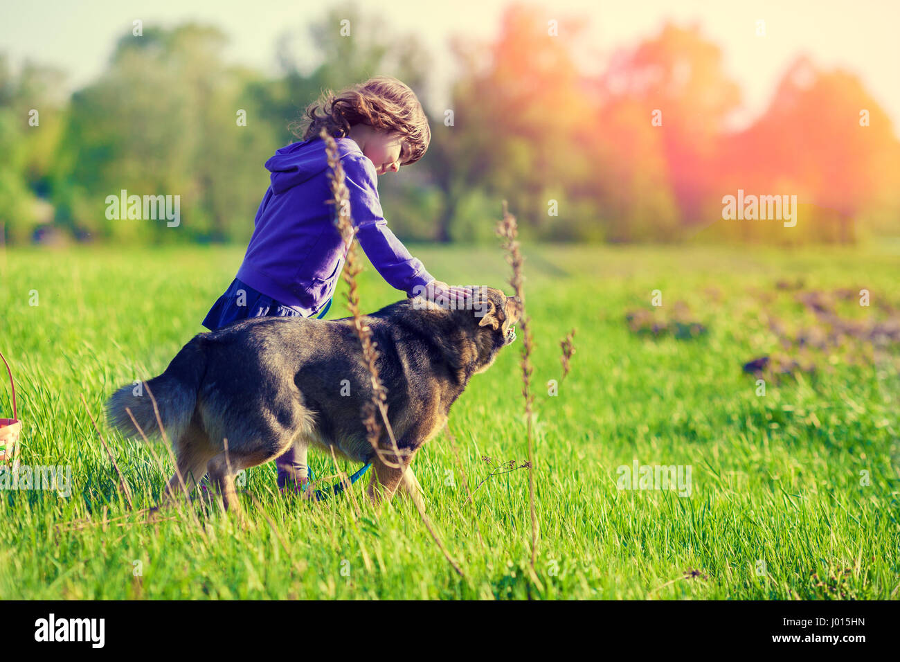 Happy little girl playing with dog on the field Stock Photo - Alamy