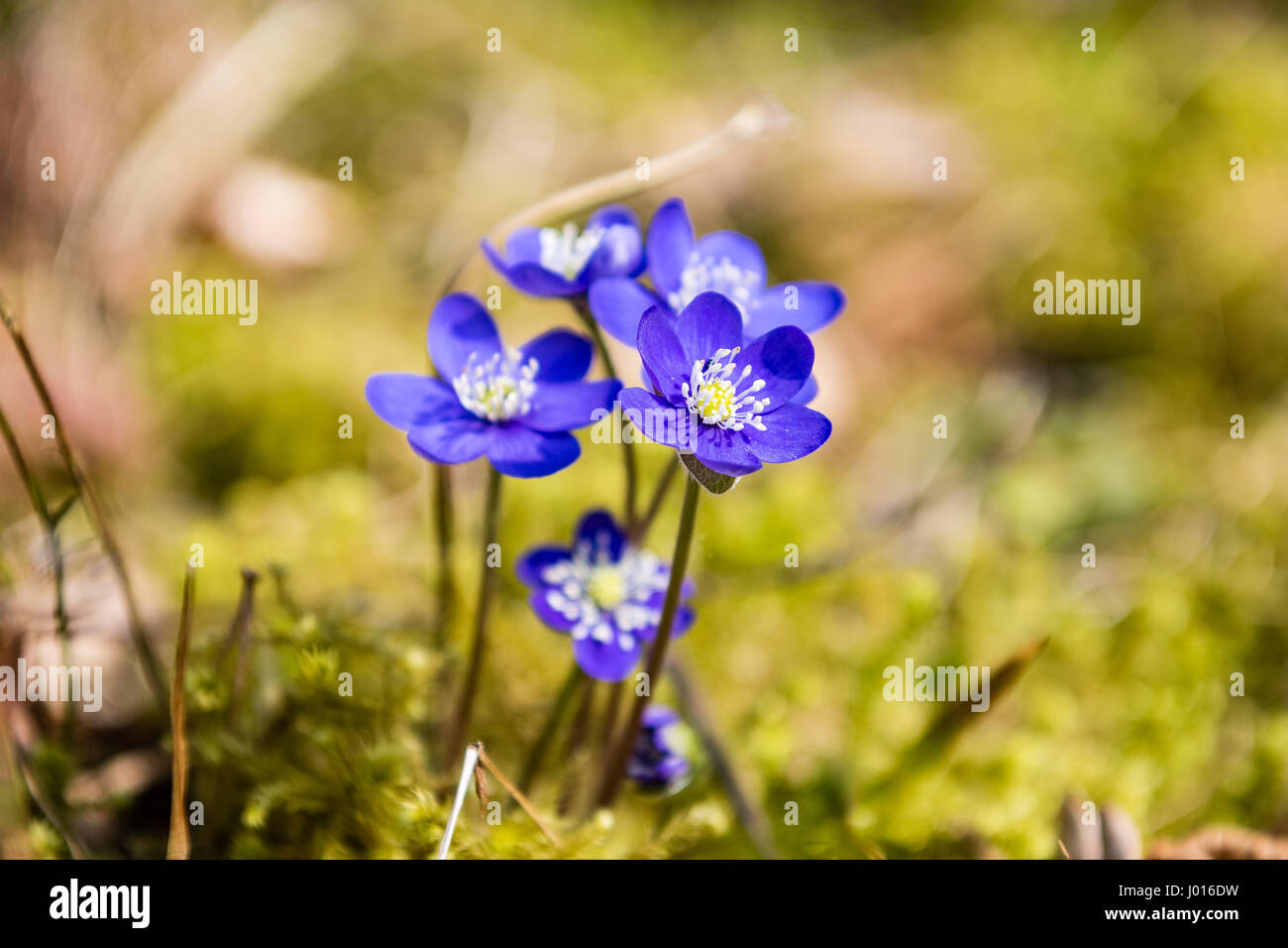 sunny meadow with flowers and green grass in spring at countryside ...