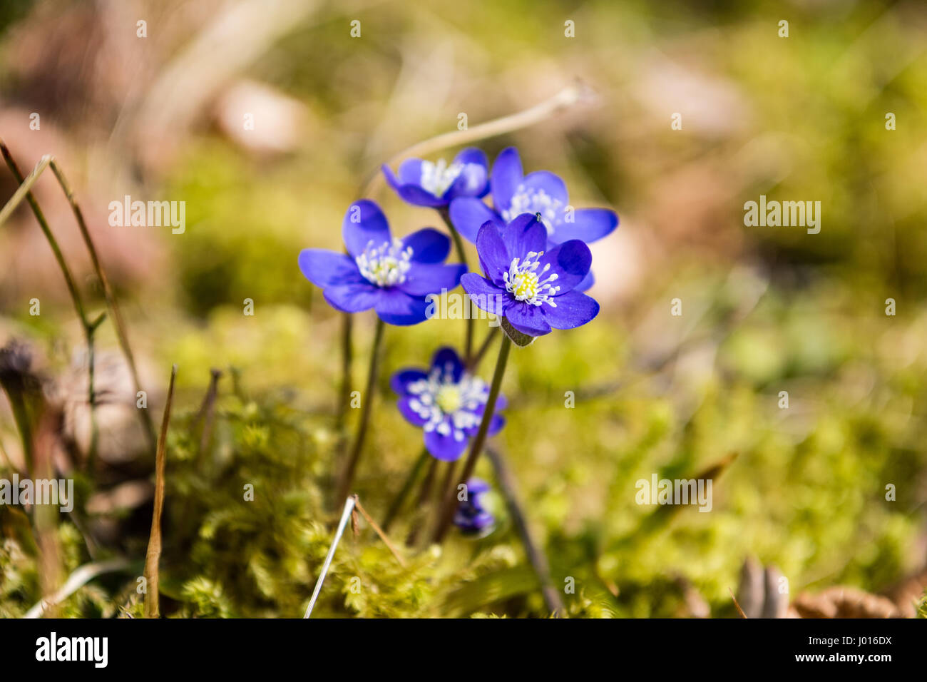 sunny meadow with flowers and green grass in spring at countryside ...