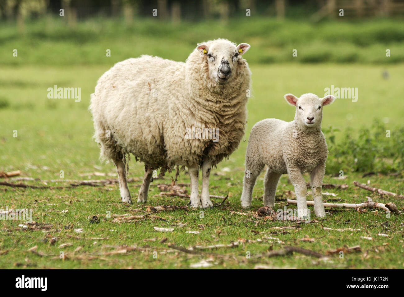 Mother ewe sheep with lamb grazing outside in a grassy field Stock ...