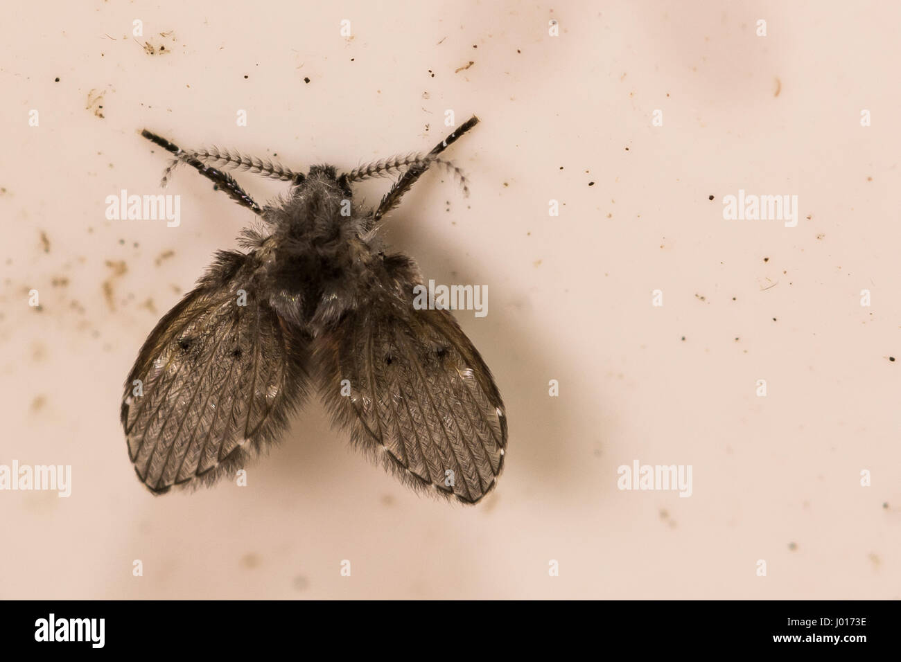 A close up of a Moth Fly in a Pvc pipe Stock Photo