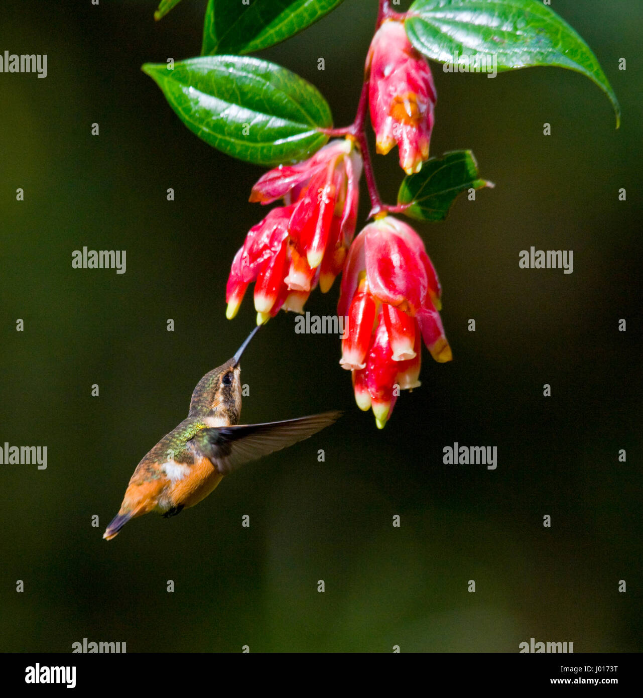 Hummingbird in flight at a flower. Ecuador. A tropical forest. Stock Photo