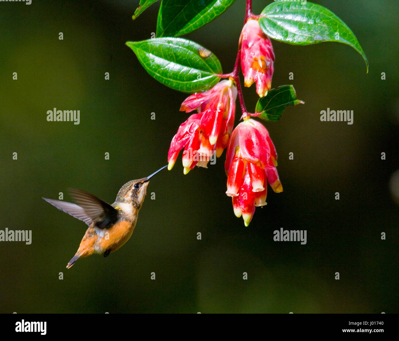 Hummingbird in flight at a flower. Ecuador. A tropical forest. Stock Photo