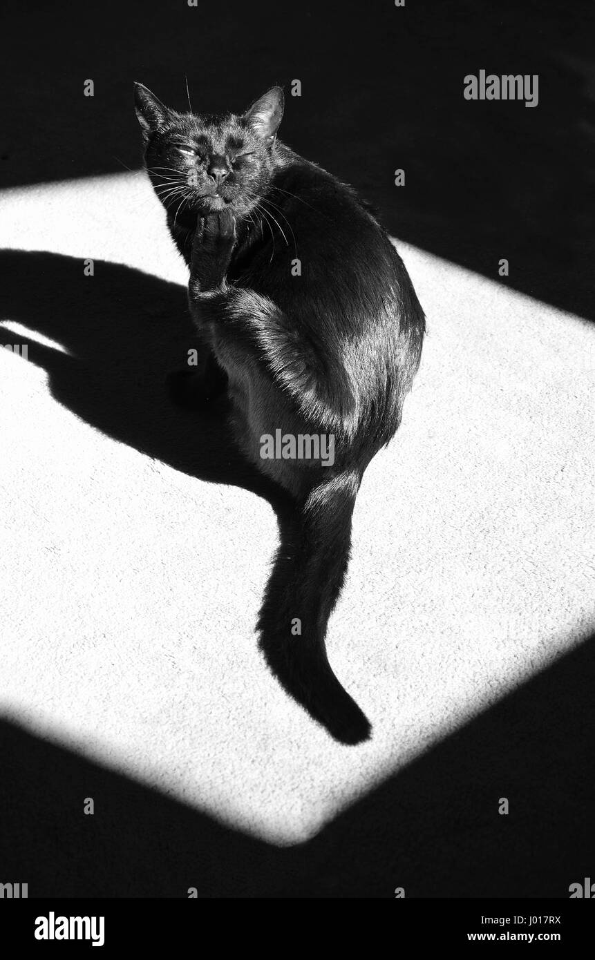 Black cat scratching on black and white Stock Photo Alamy