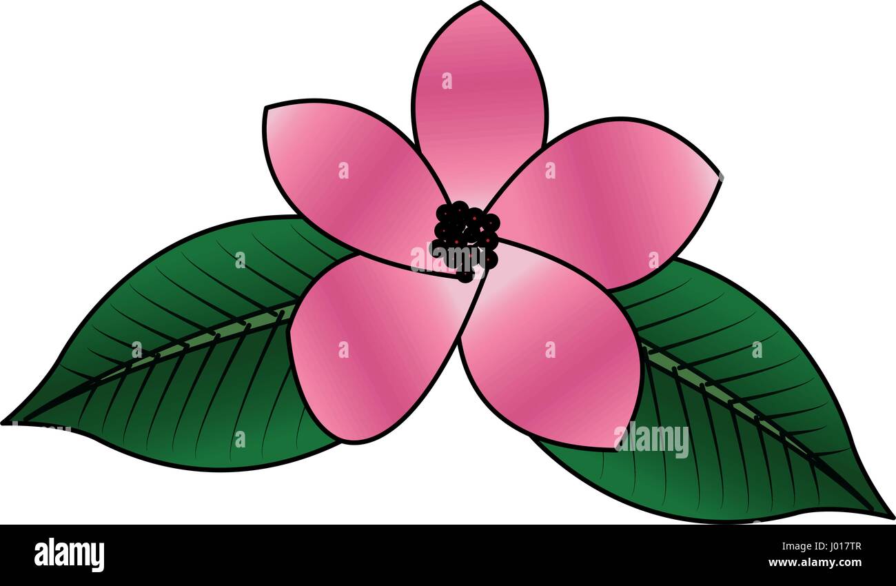 tropical flower icon image Stock Vector Image & Art - Alamy