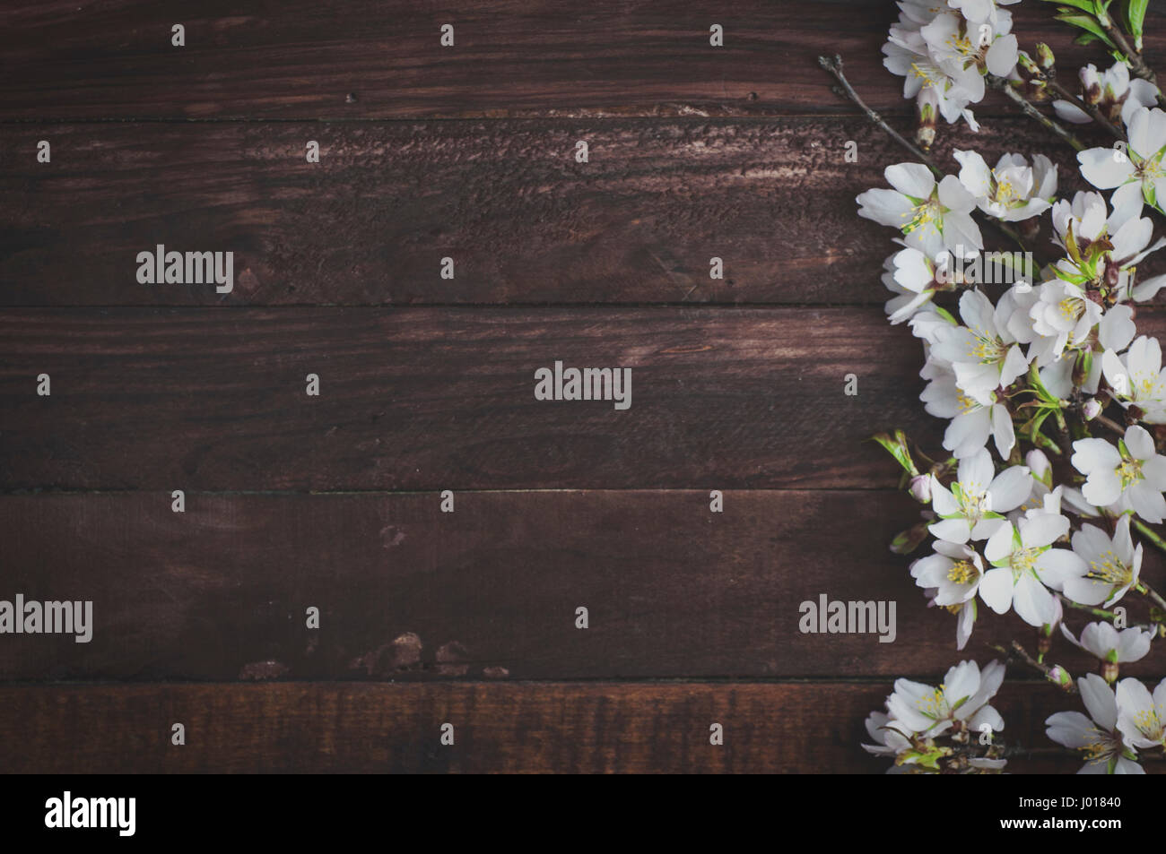 Flowering almond branches on a brown wooden surface, empty space on the left, vintage toning Stock Photo