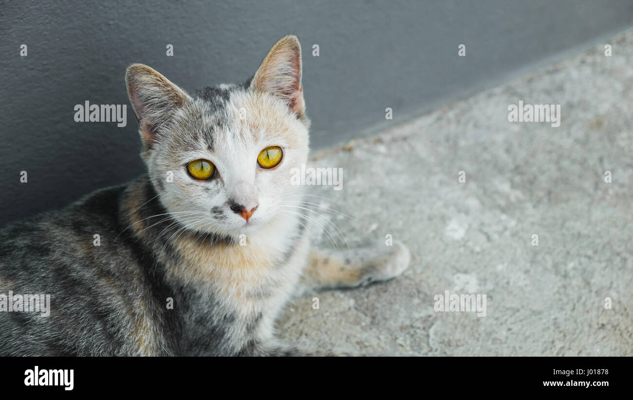 Black and white cat sitting on floor, Cat portrait Stock Photo - Alamy