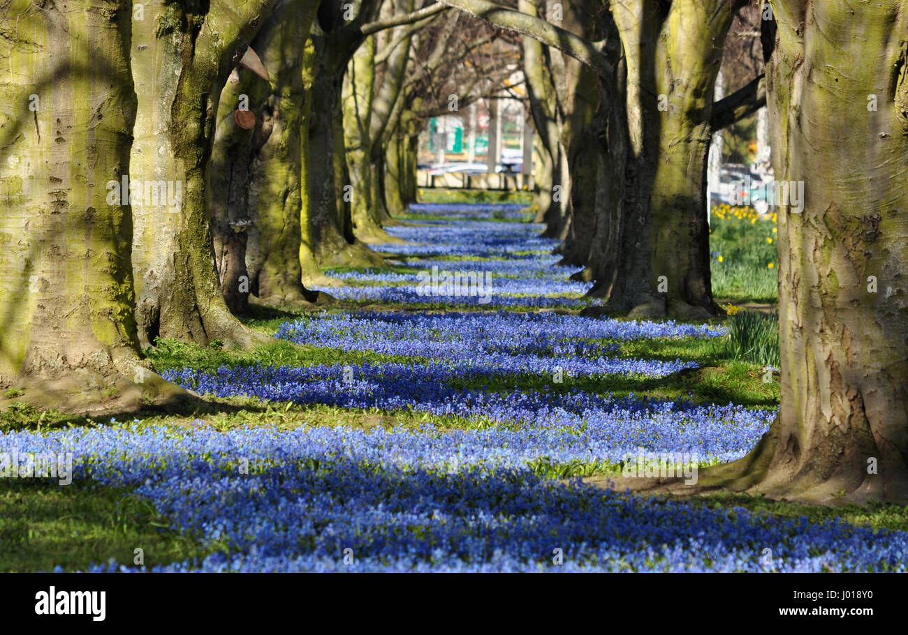 Blue blooming flowers alley with tree tunnel in Gdynia, Poland Stock