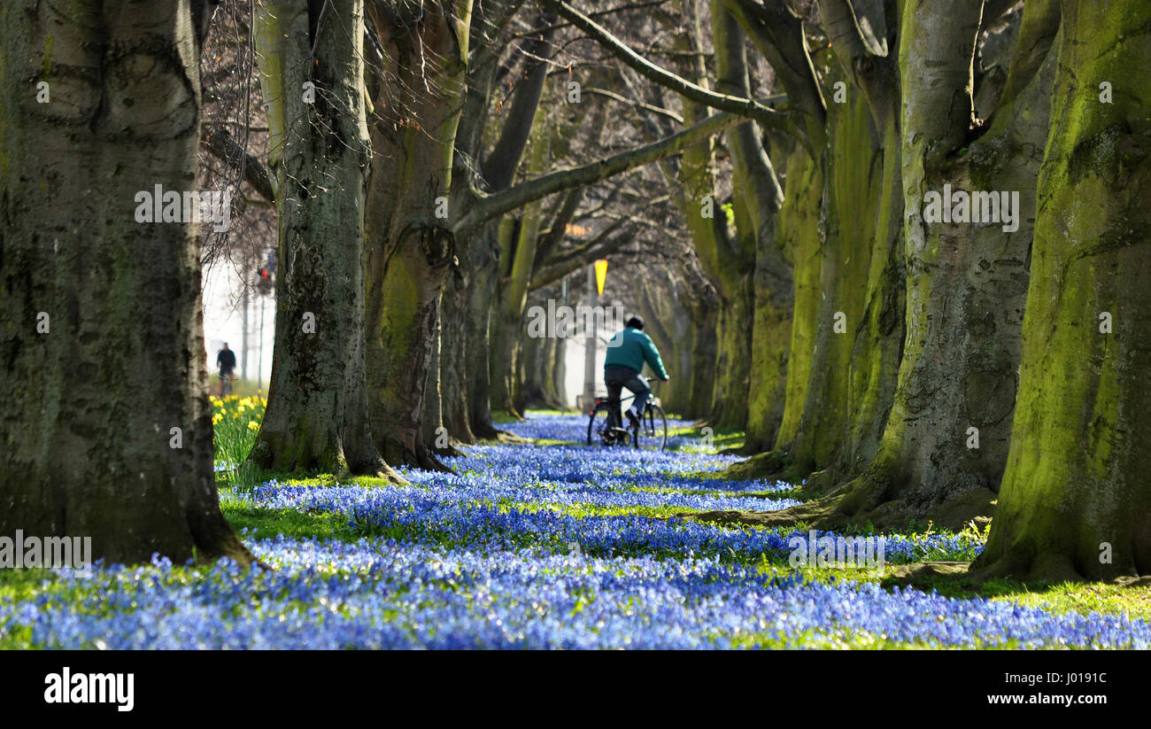 Man riding the bicycle along the beautiful spring alley full of blue blooming flowers and with tree tunnel Stock Photo