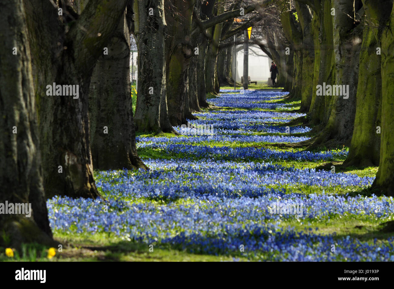 Blue blooming flowers alley with tree tunnel in Gdynia, Poland Stock