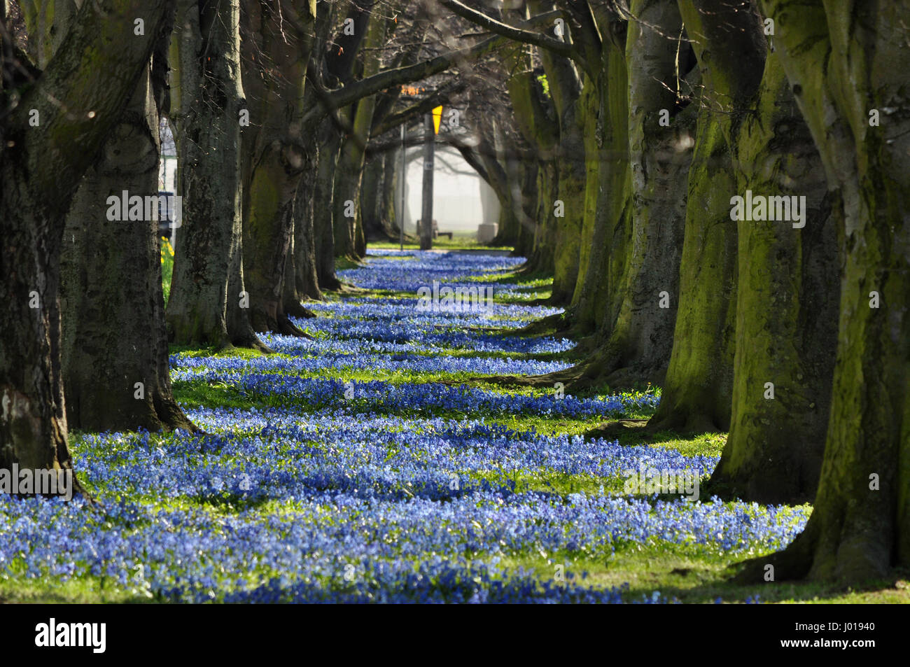 Blue blooming flowers alley with tree tunnel in Gdynia, Poland Stock