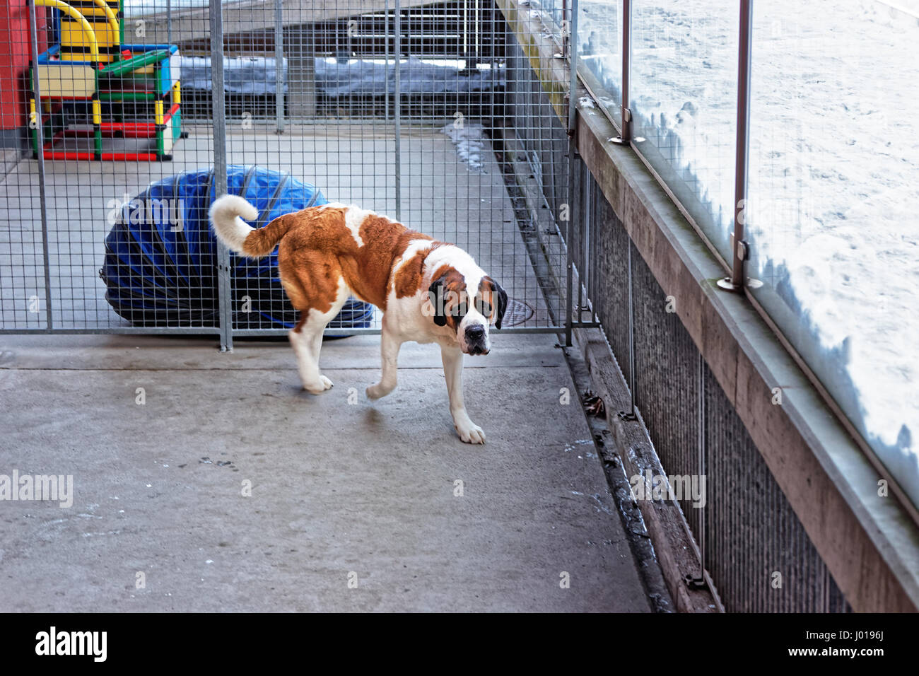 St bernard male dog in hires stock photography and images Alamy
