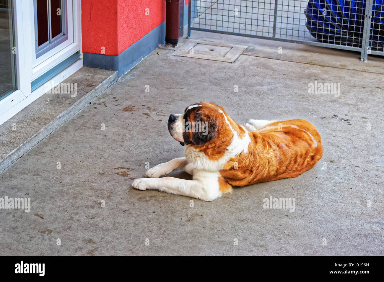 Saint Bernard dog in breeding kennel, Martigny, Switzerland Stock Photo