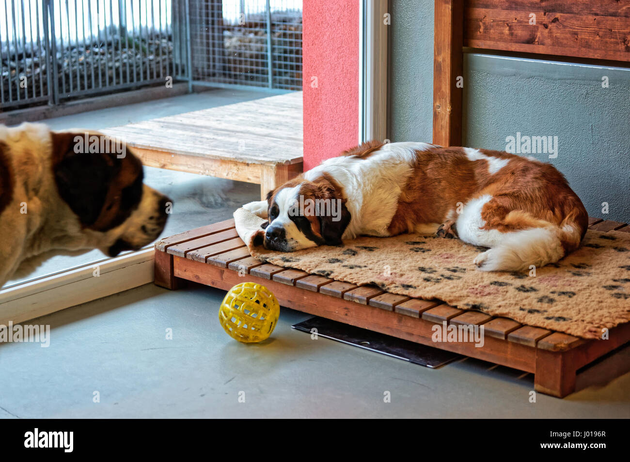Saint Bernard dogs at breeding kennel, Martigny, Switzerland Stock