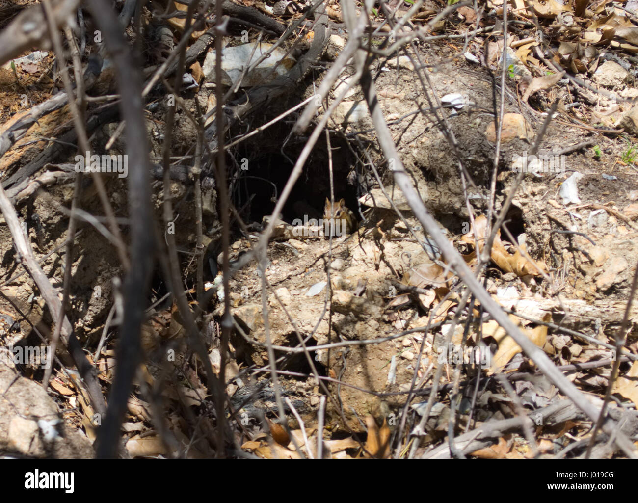 Chipmunk looking back to make sure he is safe Stock Photo - Alamy