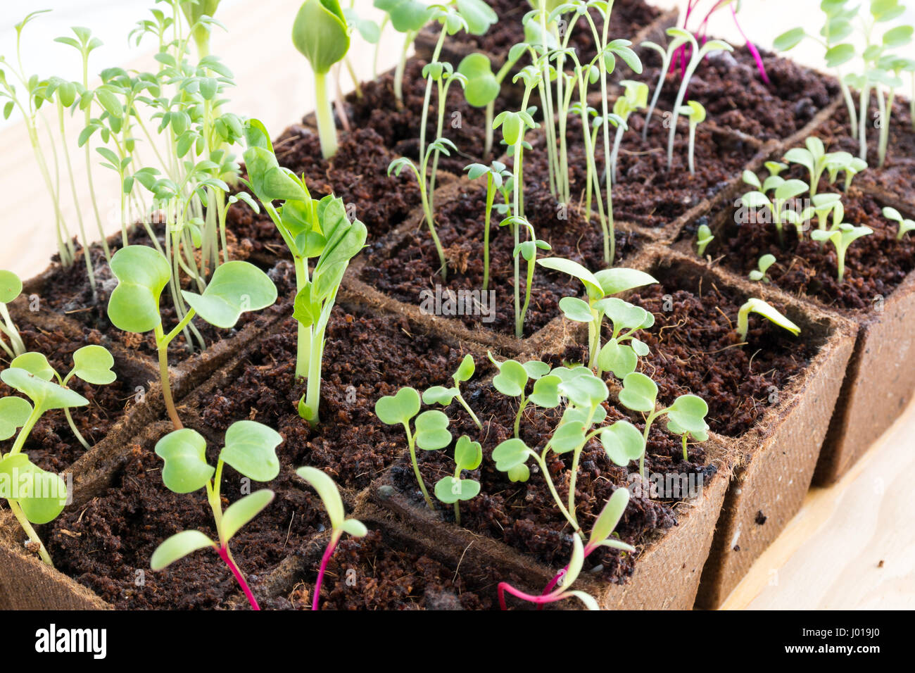 Rows of young fresh seedlings of various herbs and vegetables in peat pots Stock Photo