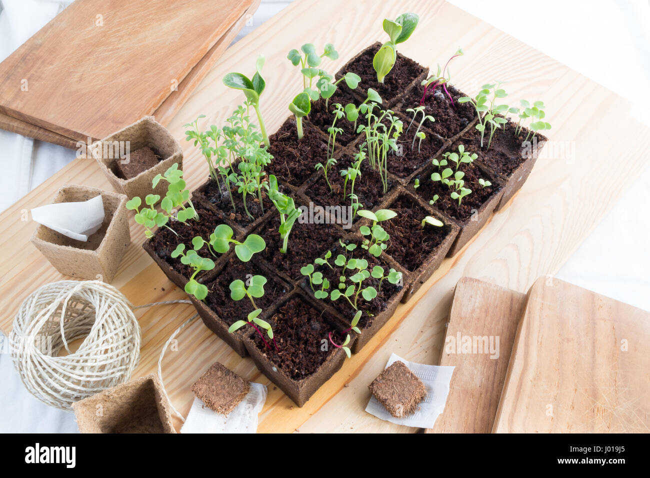 Rows of young fresh seedlings of various herbs and vegetables in peat pots Stock Photo