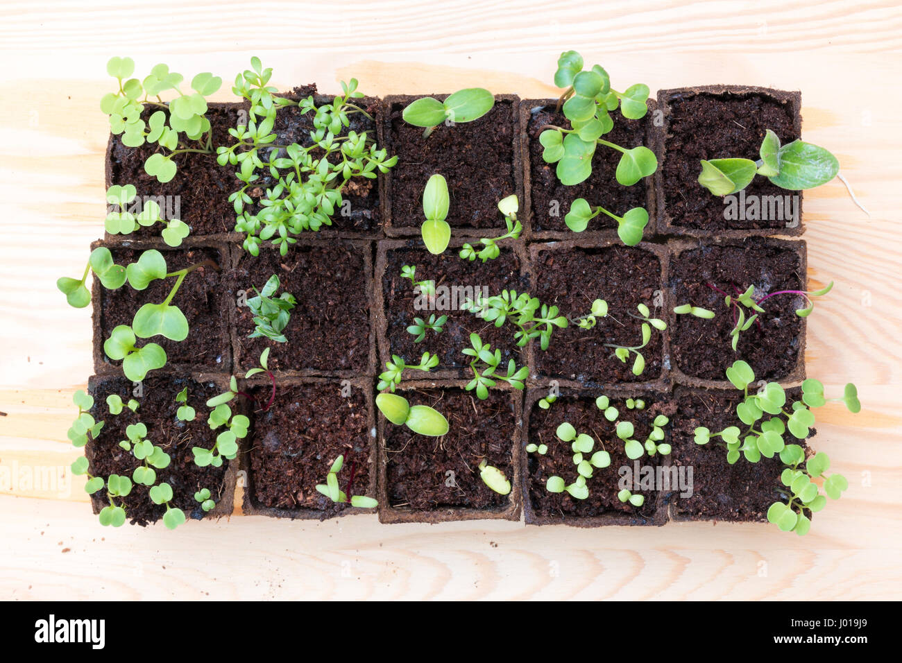 Top view of rows of peat pots with young fresh seedlings of herbs and vegetables Stock Photo
