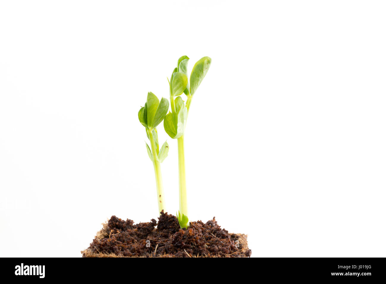 Young fresh seedlings of green pea in peat pot on white background Stock Photo