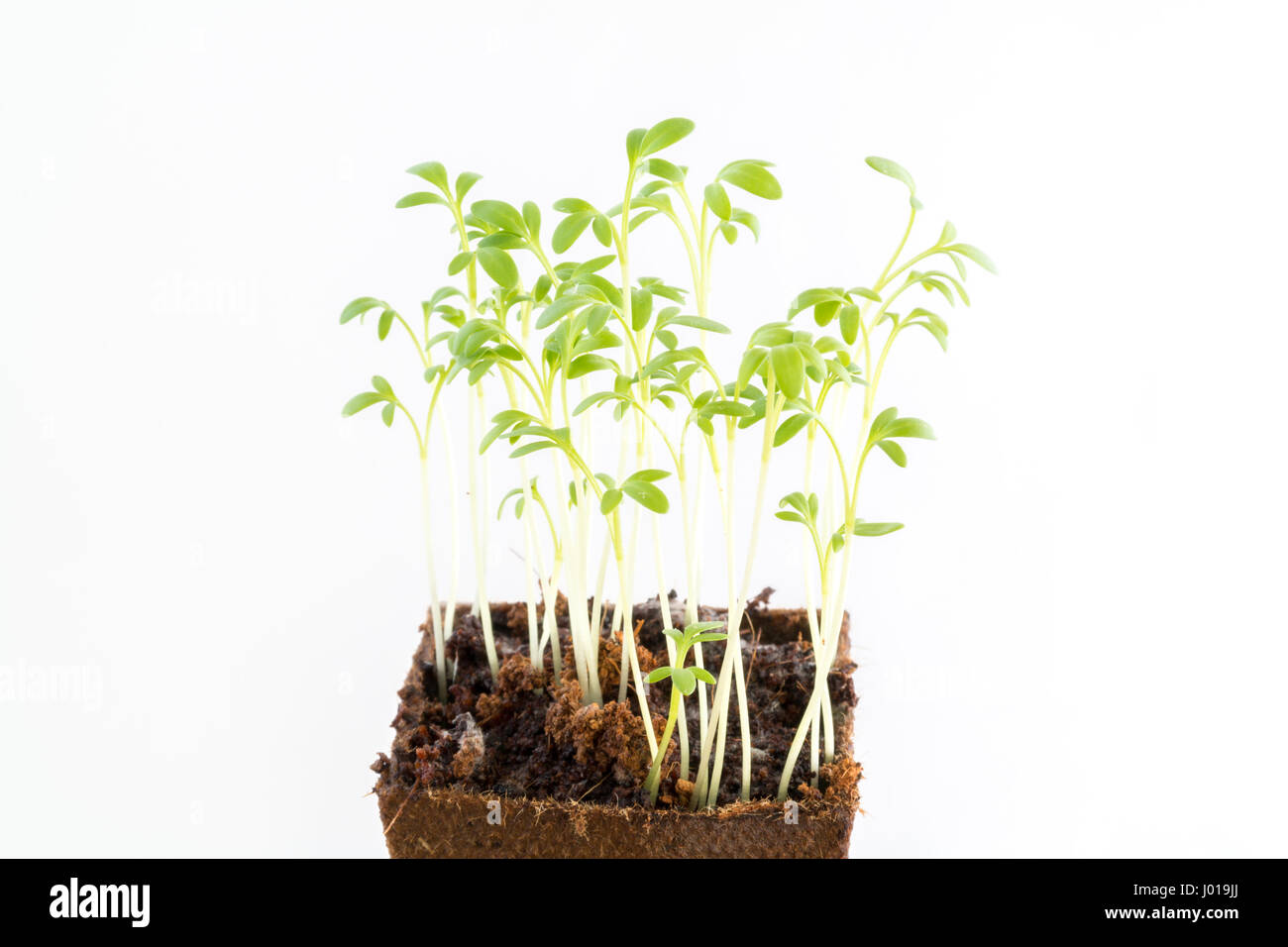 Young fresh seedlings of garden cress in peat pot on white background Stock Photo