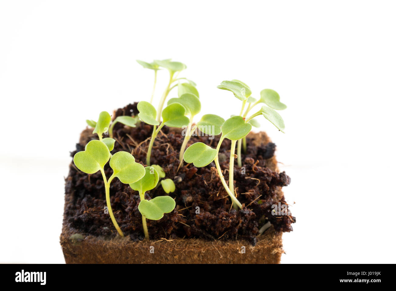 Young fresh seedlings of rucola or rocket salad in peat pot on white background Stock Photo