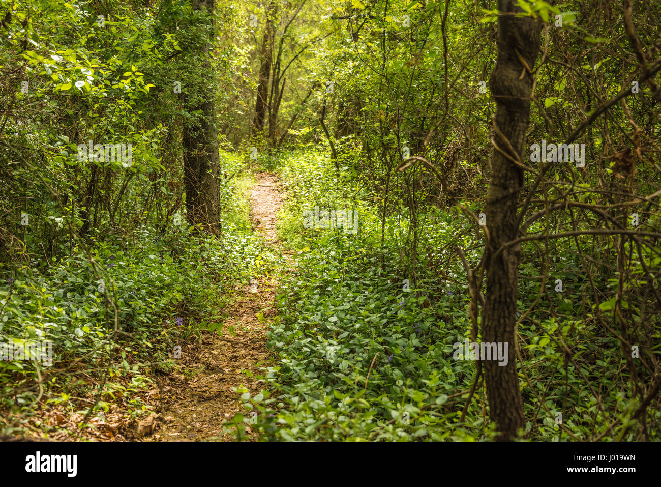 Sunlit path hi-res stock photography and images - Alamy