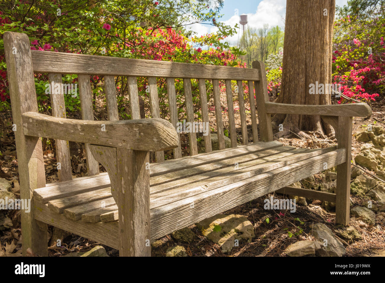Wooden bench with beautiful azaleas at Honor Heights Park in Muskogee, Oklahoma, USA. Stock Photo