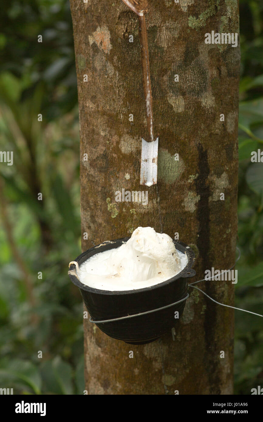 juice of rubber trees to collect in the cups for the production of