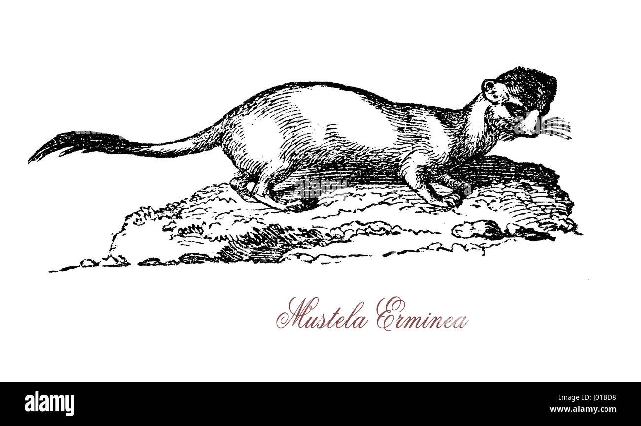 Mustela Erminea, also known as the short-tailed weasel, is a mammal of the genus Mustela of the family Mustelidae native to Eurasia and North America. Stock Photo