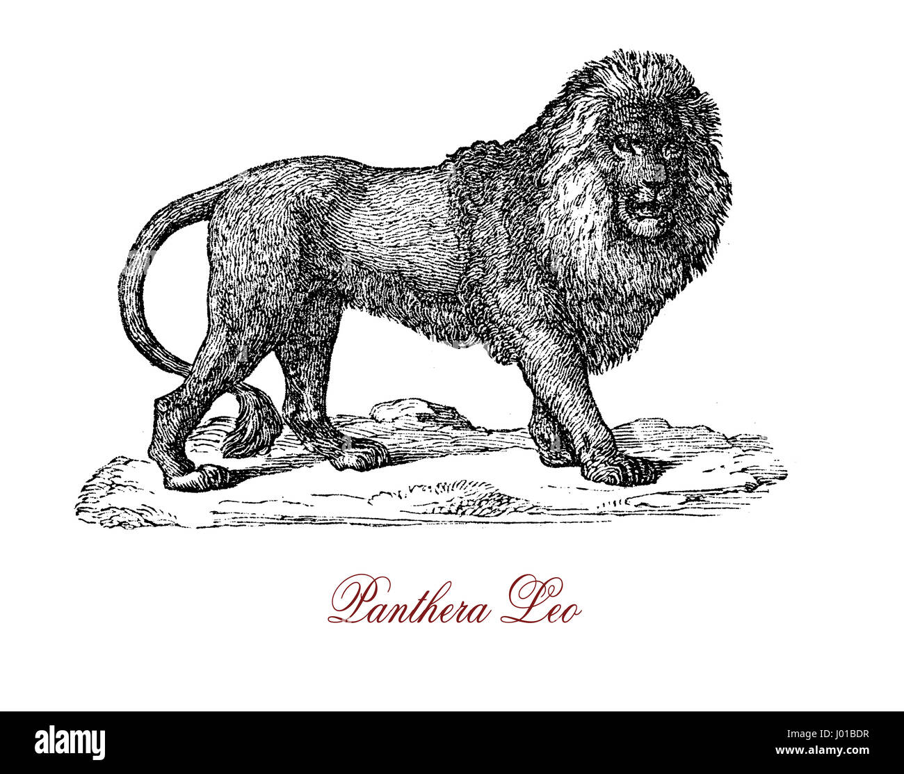The lion (Panthera leo) is the second-largest living cat after the tiger. It's a traditional iconic symbol of bravery and ferocity. Stock Photo