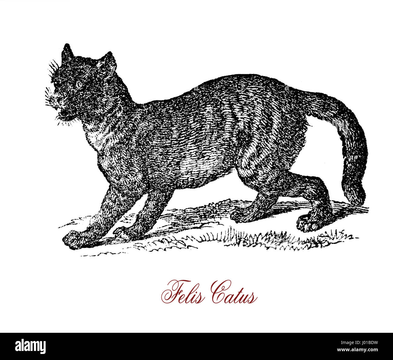 The wildcat (Felis silvestris) is a small cat native to most of Africa, Europe, and Southwest and Central Asia. Crossbreeding of wildcat and domestic cat (Felis silvestris catus) may occur thus endangering the preservation of the species. Stock Photo