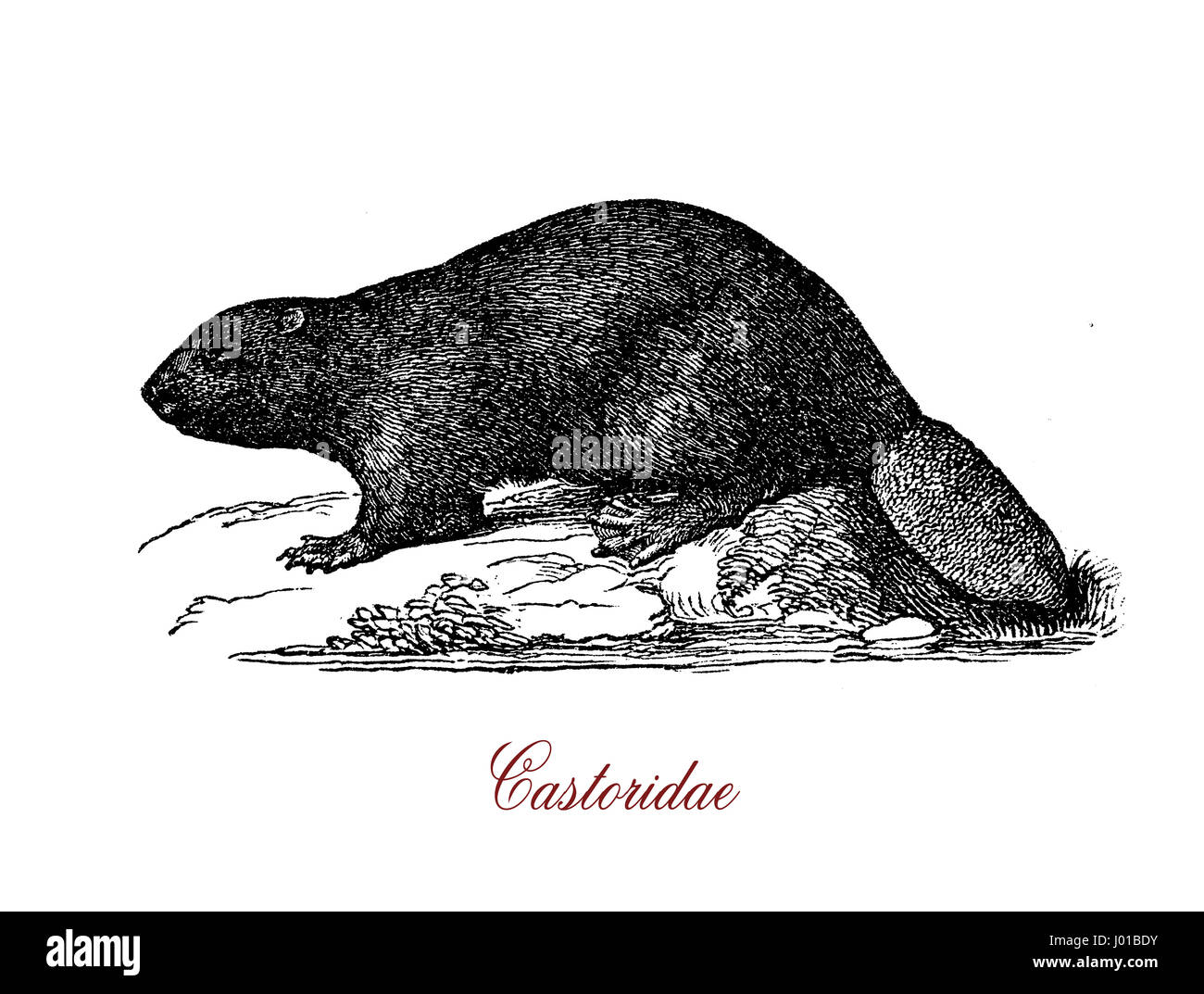 Castorids (beavers) are medium-sized mammals,  semiaquatic, with sleek bodies and webbed hind feet, and are more agile in the water than on land. Their tails are flattened and scaly, adaptations that help them manoeuvre in the water. Stock Photo