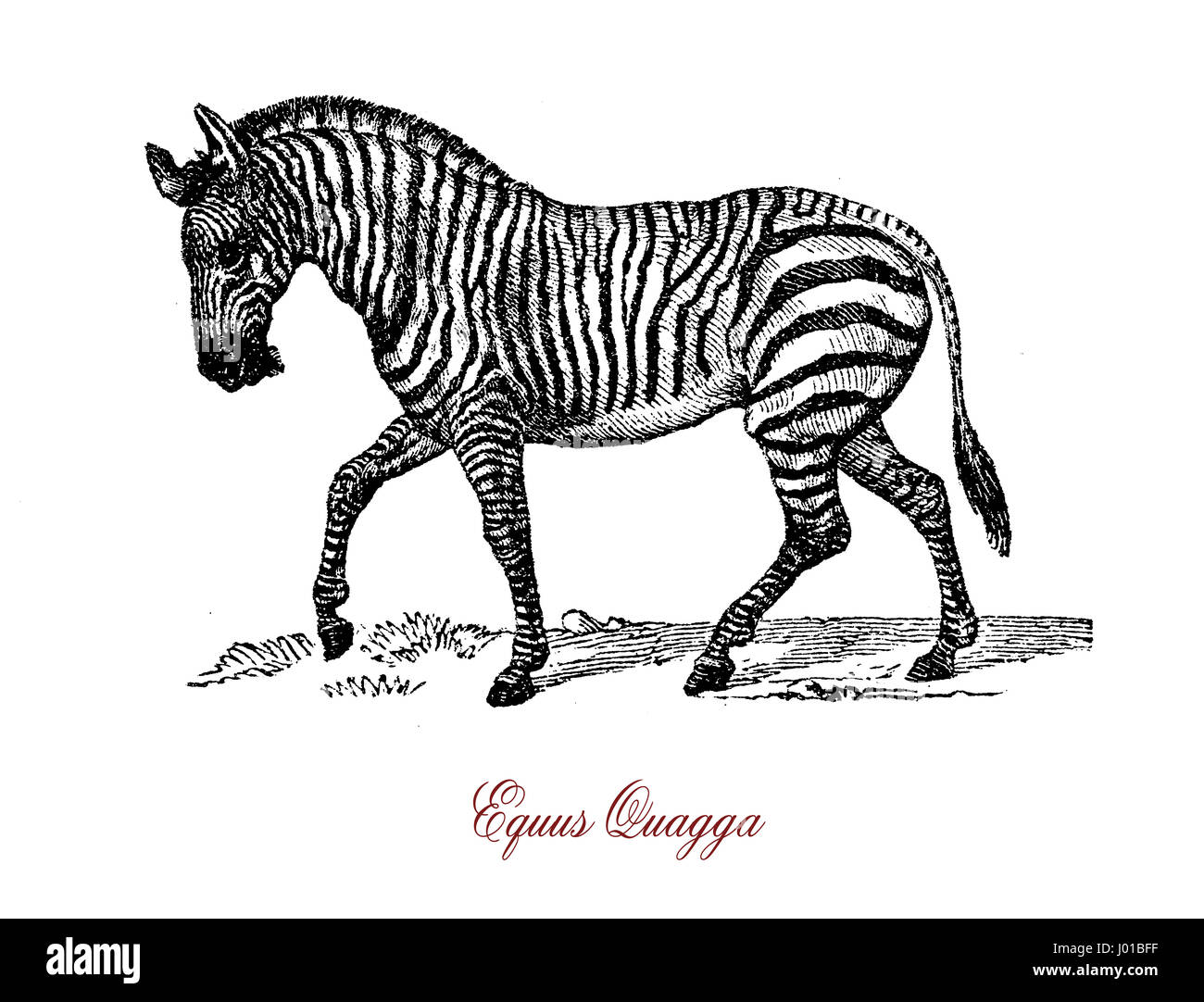 The plains zebra (Equus quagga) is the most common and geographically widespread species of zebra.It ranges from the south of Ethiopia through East Africa to as far south as Botswana and eastern South Africa. Stock Photo