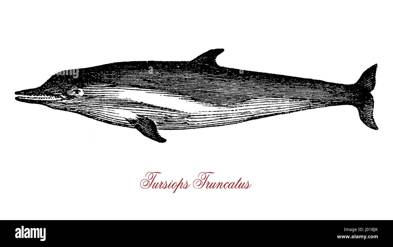 The Tursiops truncatus (bottlenose dolphin) is the most well-known species from the family Delphinidae. It has a bigger brain than humans and is recpognized as highly intelligent. Stock Photo