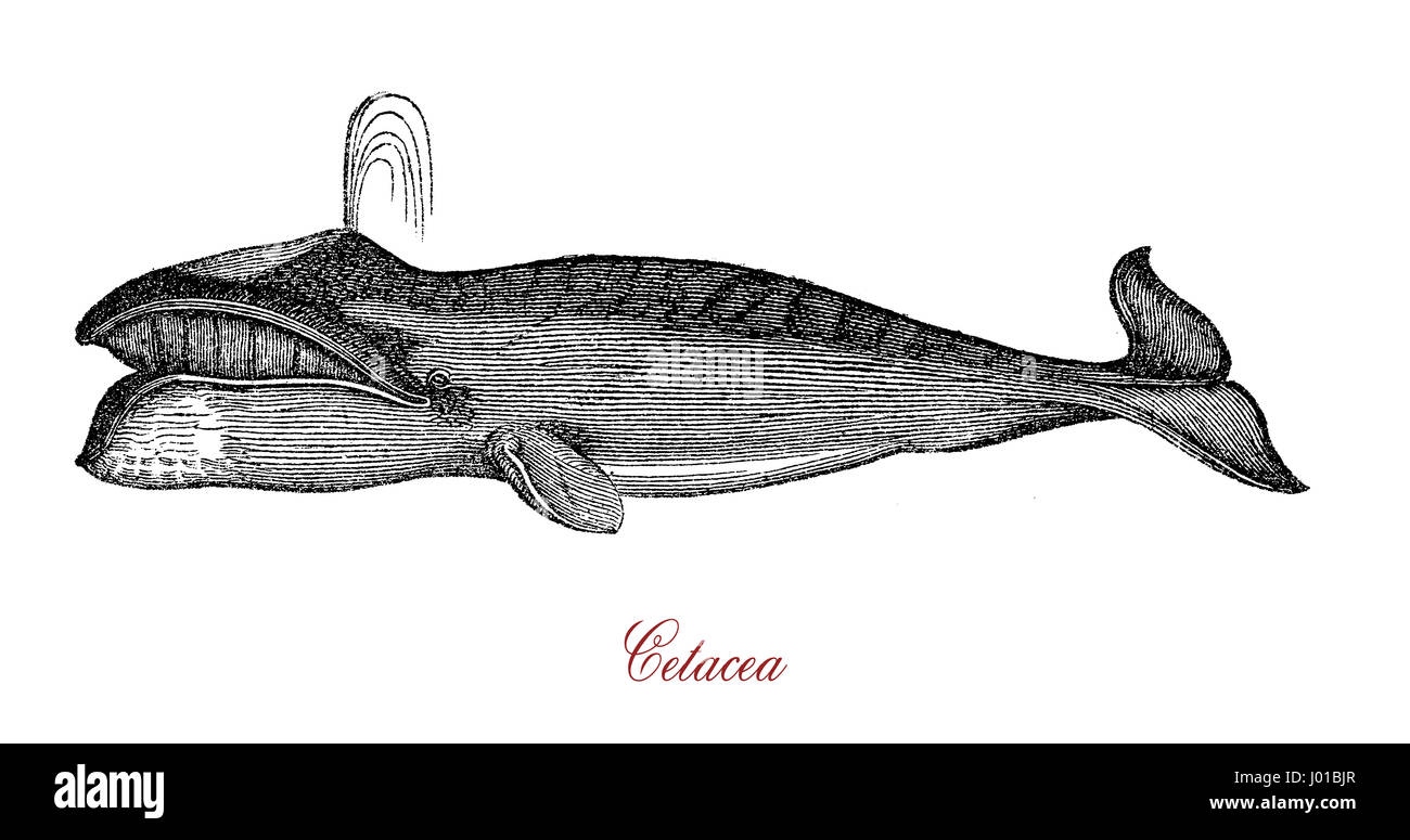 Cetacea are a widely distributed and diverse clade of aquatic mammals that consists of whales, dolphins, and porpoises. Cetaceans are carnivorous and finned. Most species live in the sea, some in rivers. Stock Photo