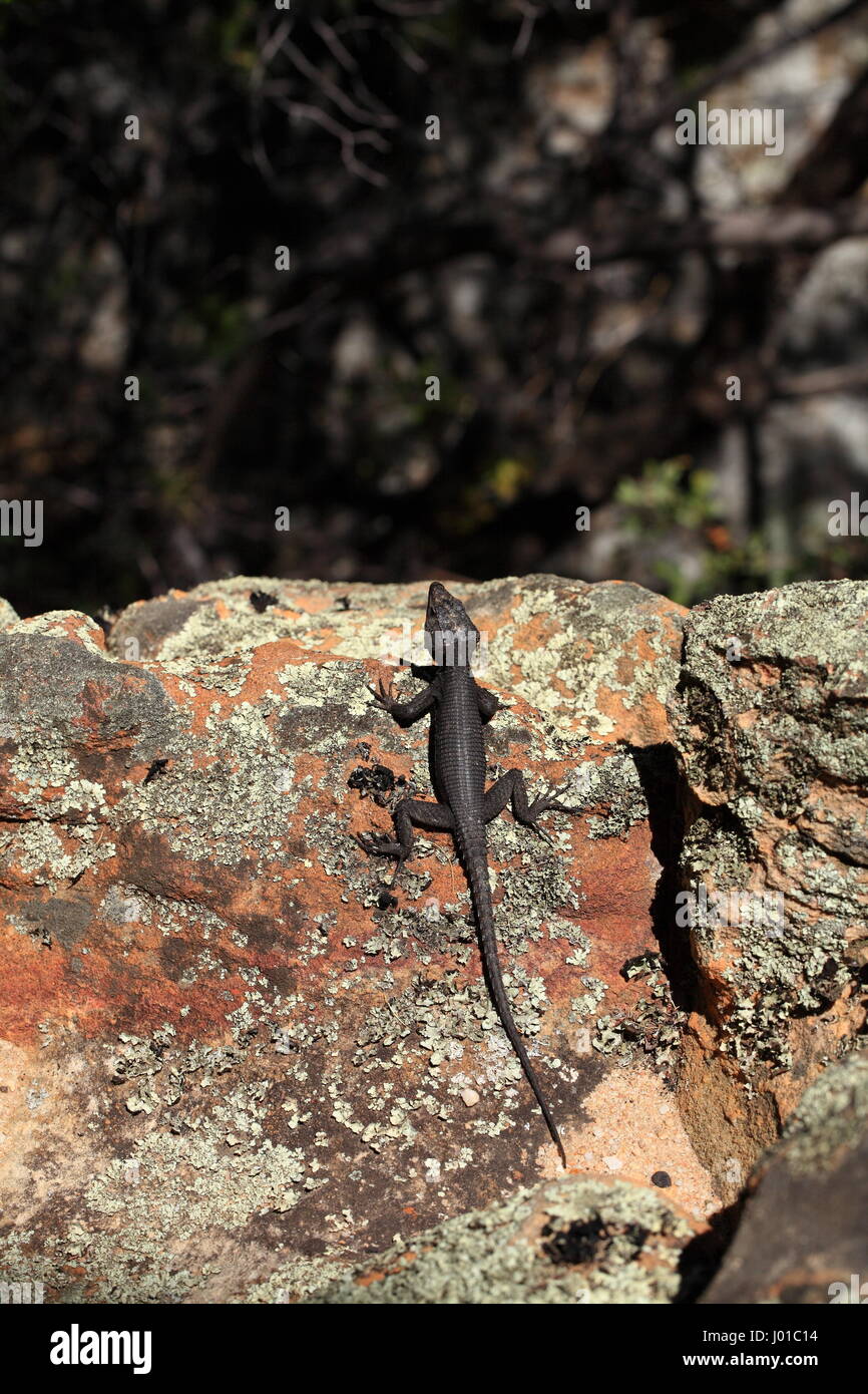 Black girdled lizard comes for a visit Stock Photo