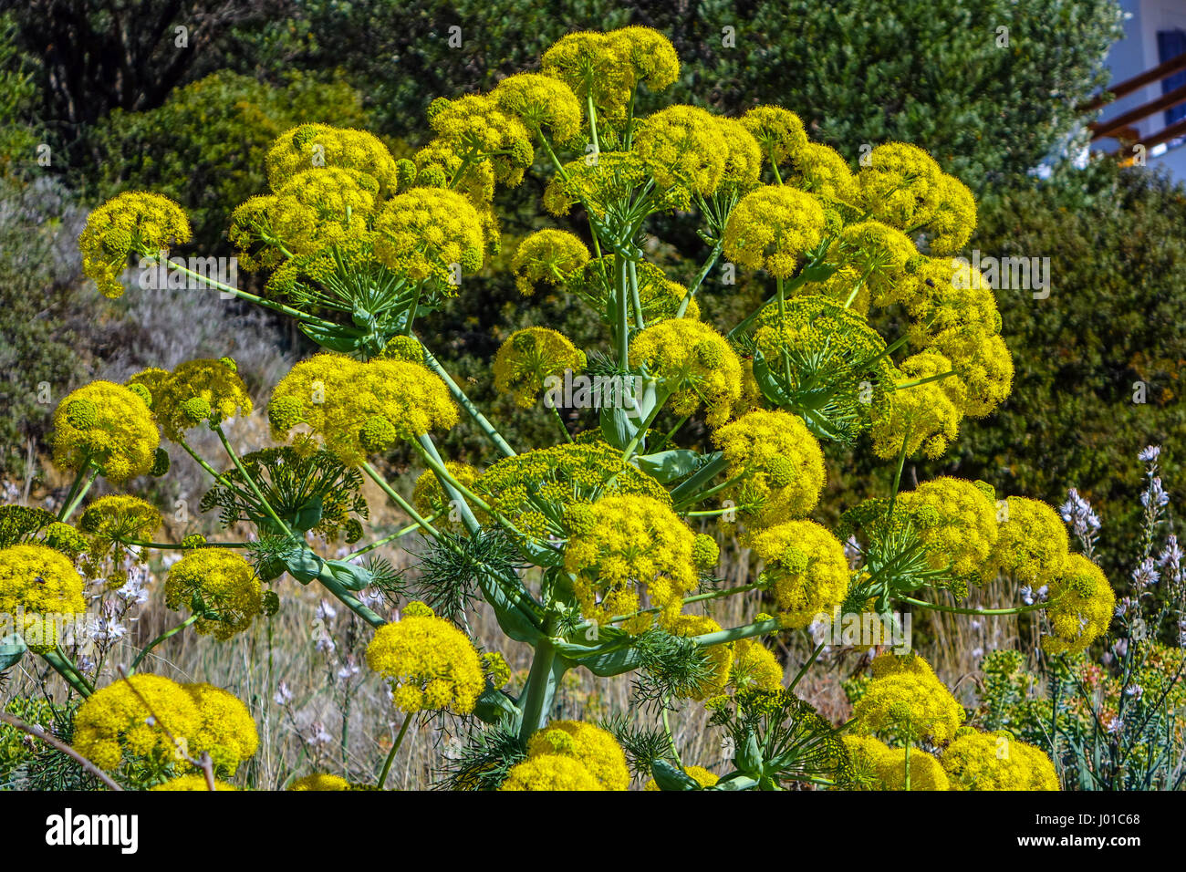 Giant fennel hires stock photography and images Alamy