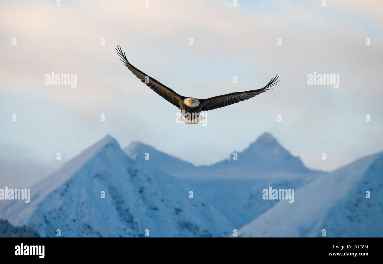 Bald Eagle in flight on a background of snowy mountains. USA. Alaska. Chilkat River. Stock Photo