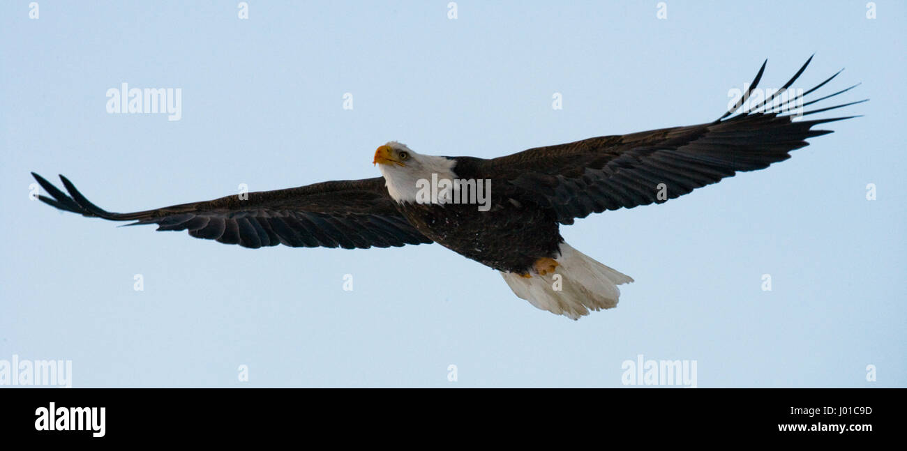 Bald eagle in flight. USA. Alaska. Chilkat River. Stock Photo