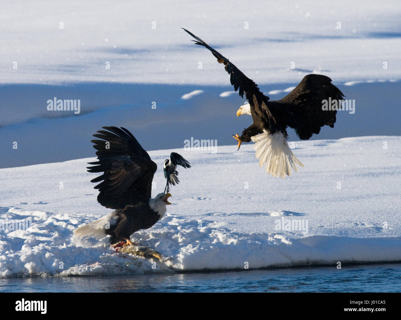 Two bald eagles are fighting for prey. USA. Alaska. Chilkat River. Stock Photo