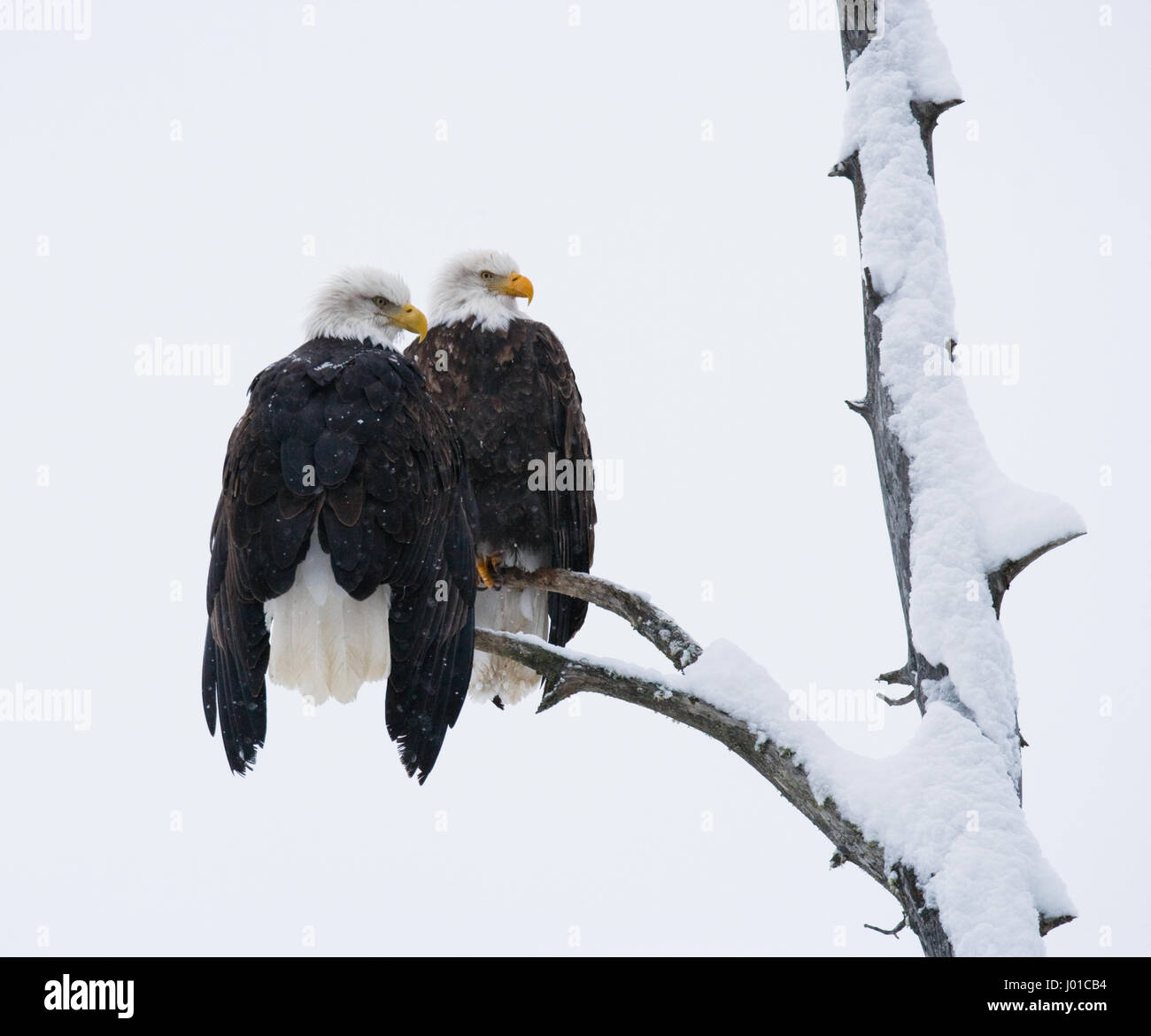 Two bald eagles sitting on a tree branch. USA. Alaska. Chilkat River