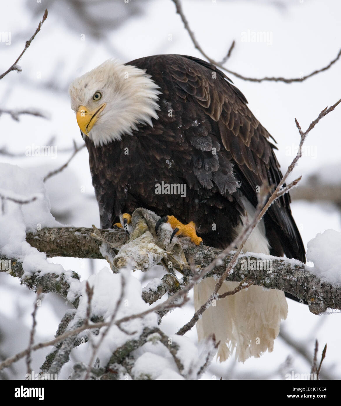 Bald eagle sitting on a branch and eating prey. USA. Alaska. Chilkat River. Stock Photo