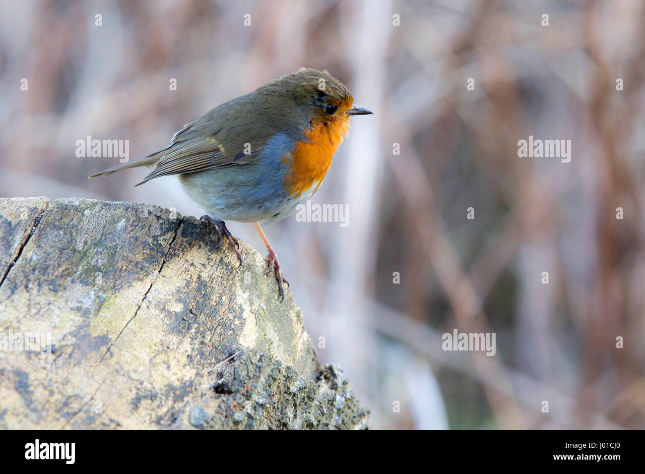 Robin redbreast sitting on lichen covered rock Stock Photo