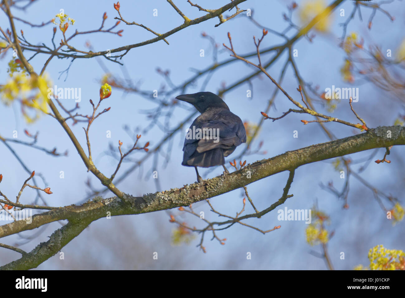 kitsch picture of single crow on branch looking over shoulder Stock Photo