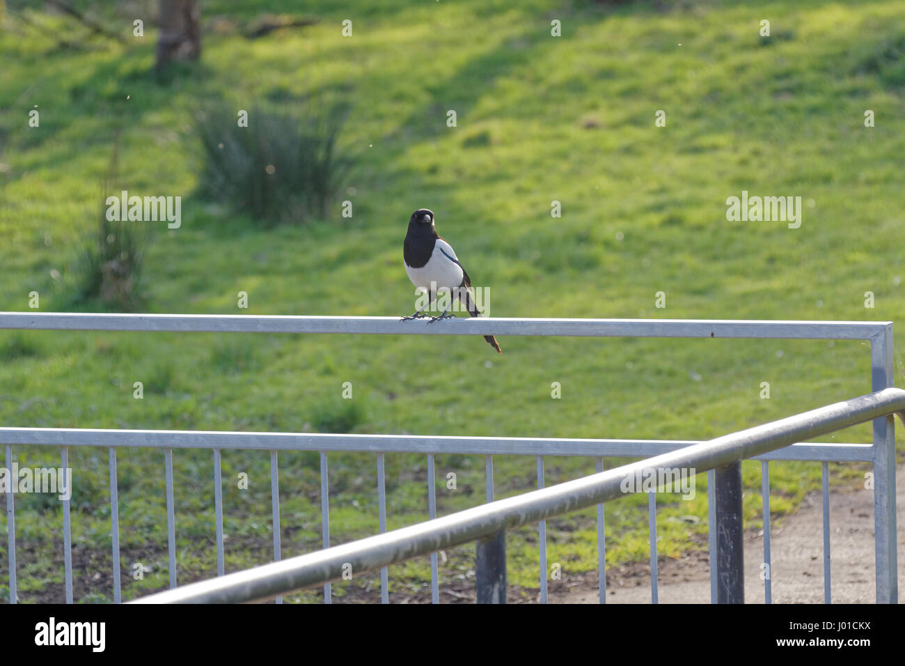 one single magpie for sorrow in urban environment railings or bars Stock Photo