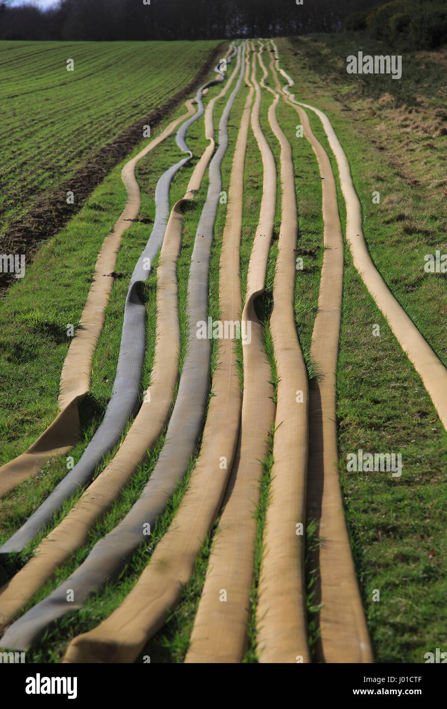 Long lines of irrigation hose pipes laid out on the ground, Shottisham