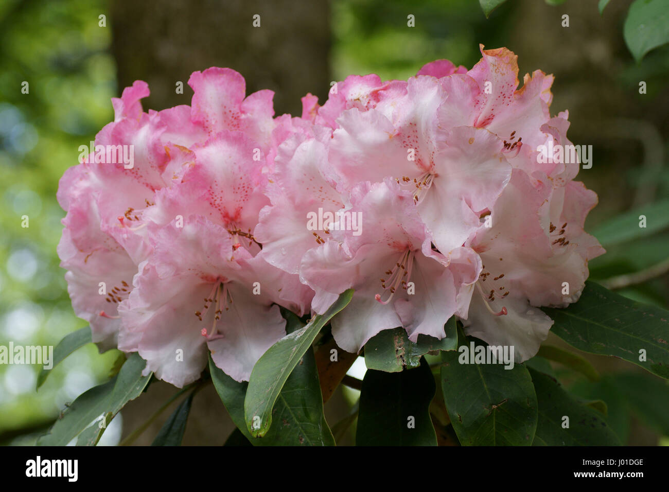Rhododendron 'Lem's Monarch' Stock Photo